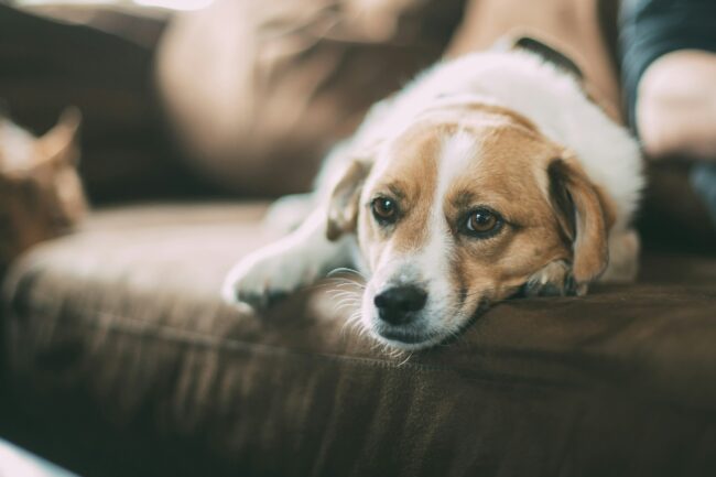 Hernie chez le chien : comment aider votre chien