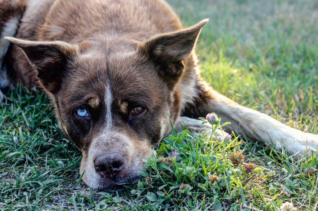 Mythe ou Réalité : Les Chiens Croisés Sont-Ils Plus Sains ?