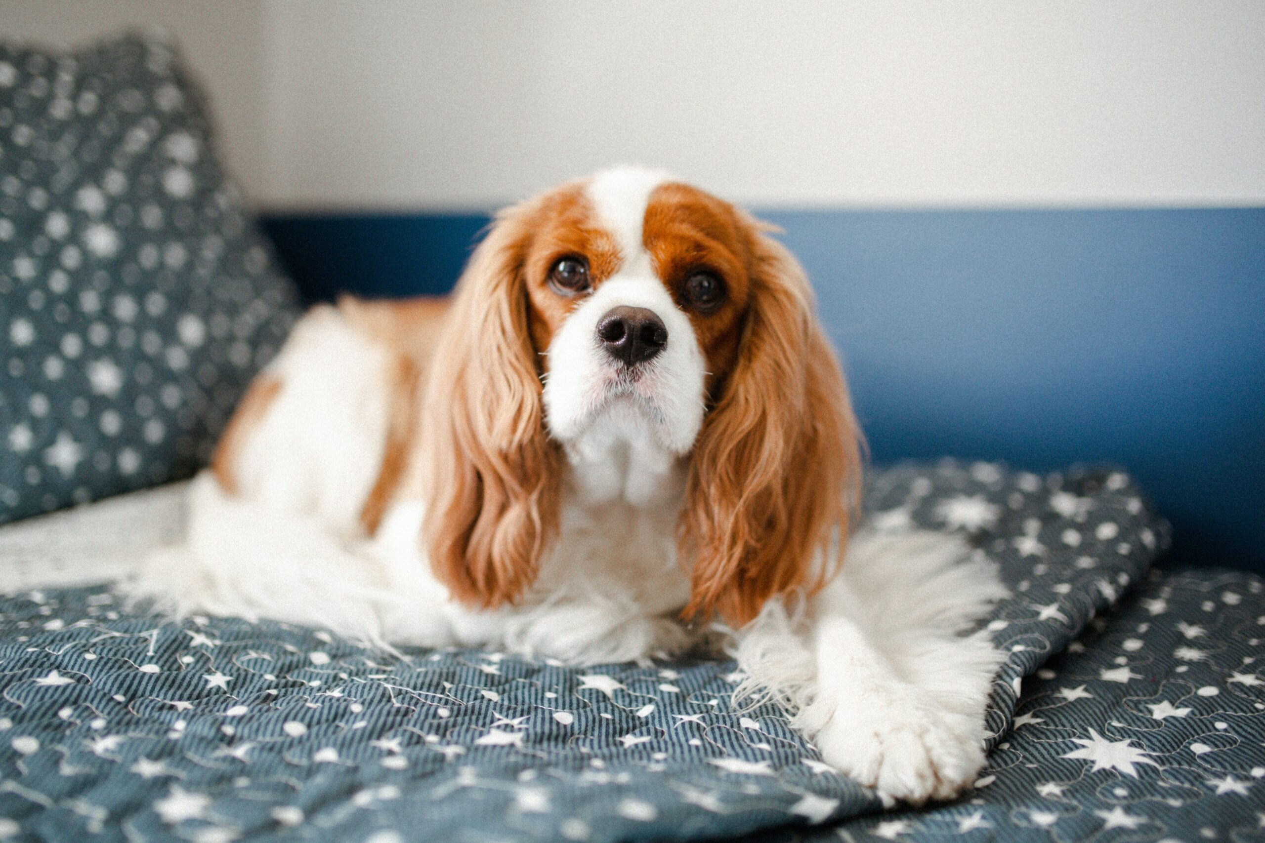 Le Cavalier King Charles : Un Roi parmi les Chiens de Compagnie