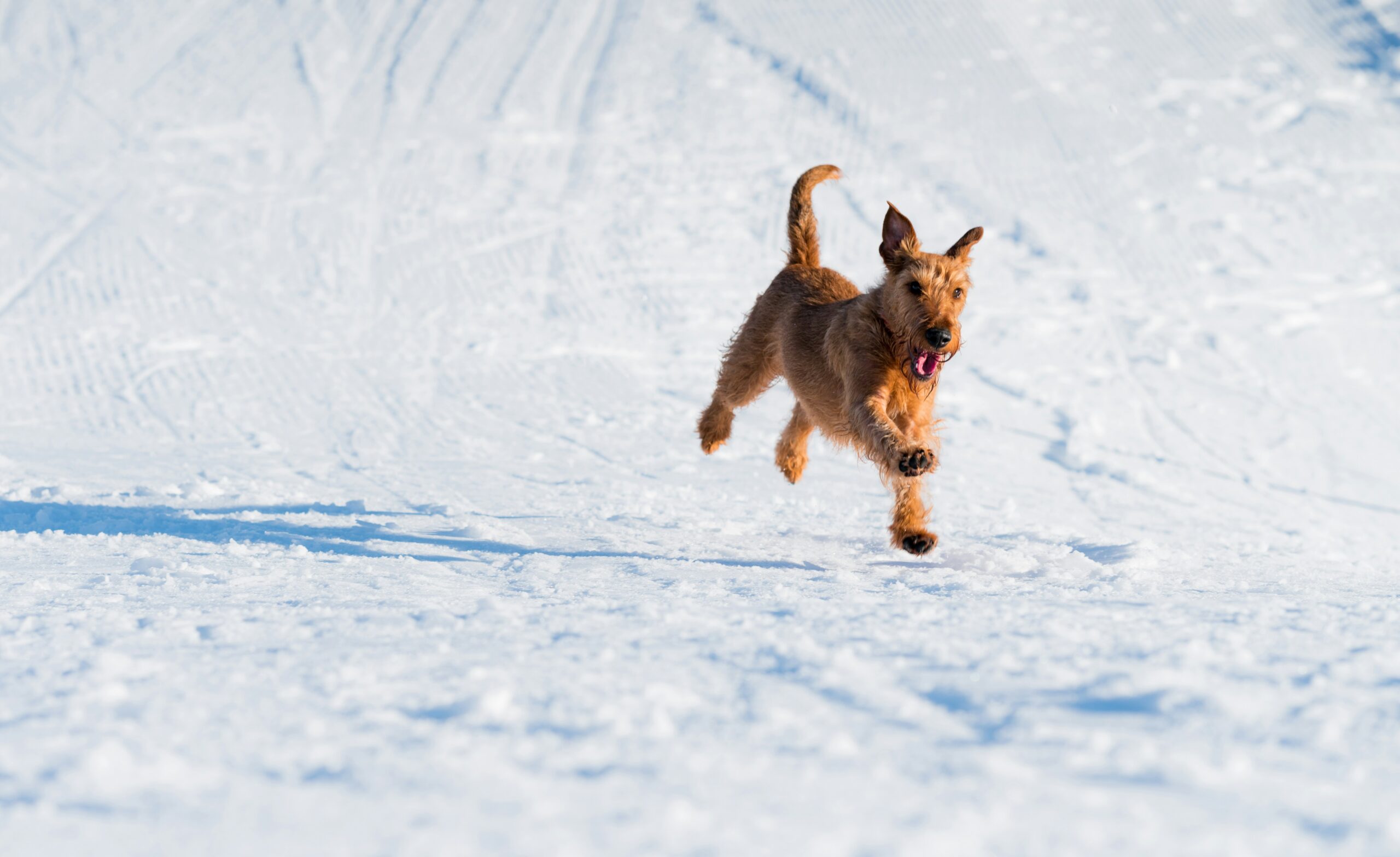 Le Airedale Terrier : Le Roi des Terriers