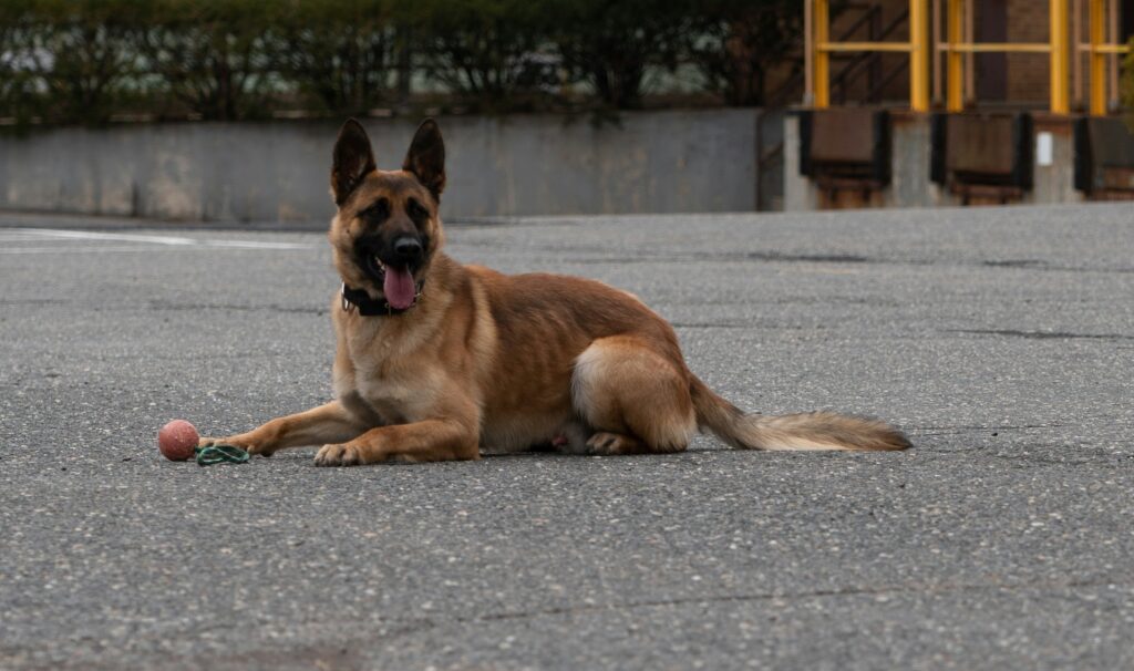 Le Malinois Belge : Un Partenaire Dynamique pour un Propriétaire Actif