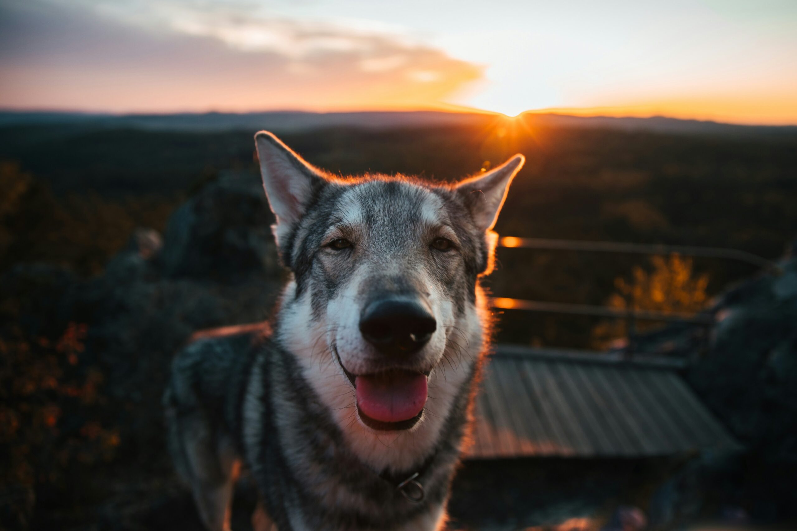 Le Chien-Loup de Saarloos : Une Évasion Sauvage dans votre Foyer