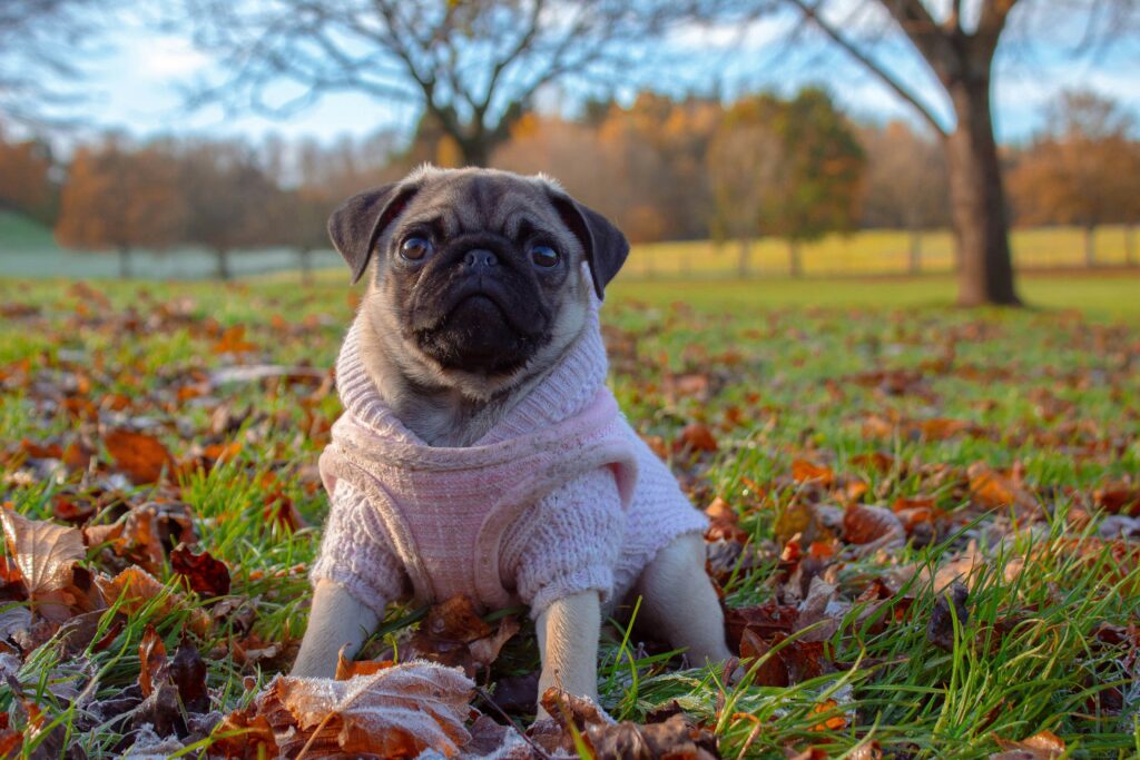 Problèmes Respiratoires Courants Chez les Races Comme les Bulldogs, Pugs et Autres Chiens à Museau Court