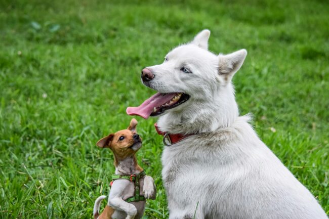 Les Stades de Développement des Chiots : Ce Que Vous Devez Savoir