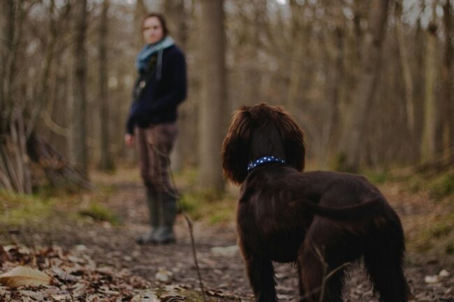 Bonnes Résolutions pour 2025 pour les Propriétaires de Chiens