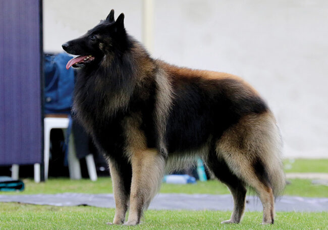 Le Berger Tervuren : Tout Ce que Vous Devez Savoir sur cette Magnifique Race