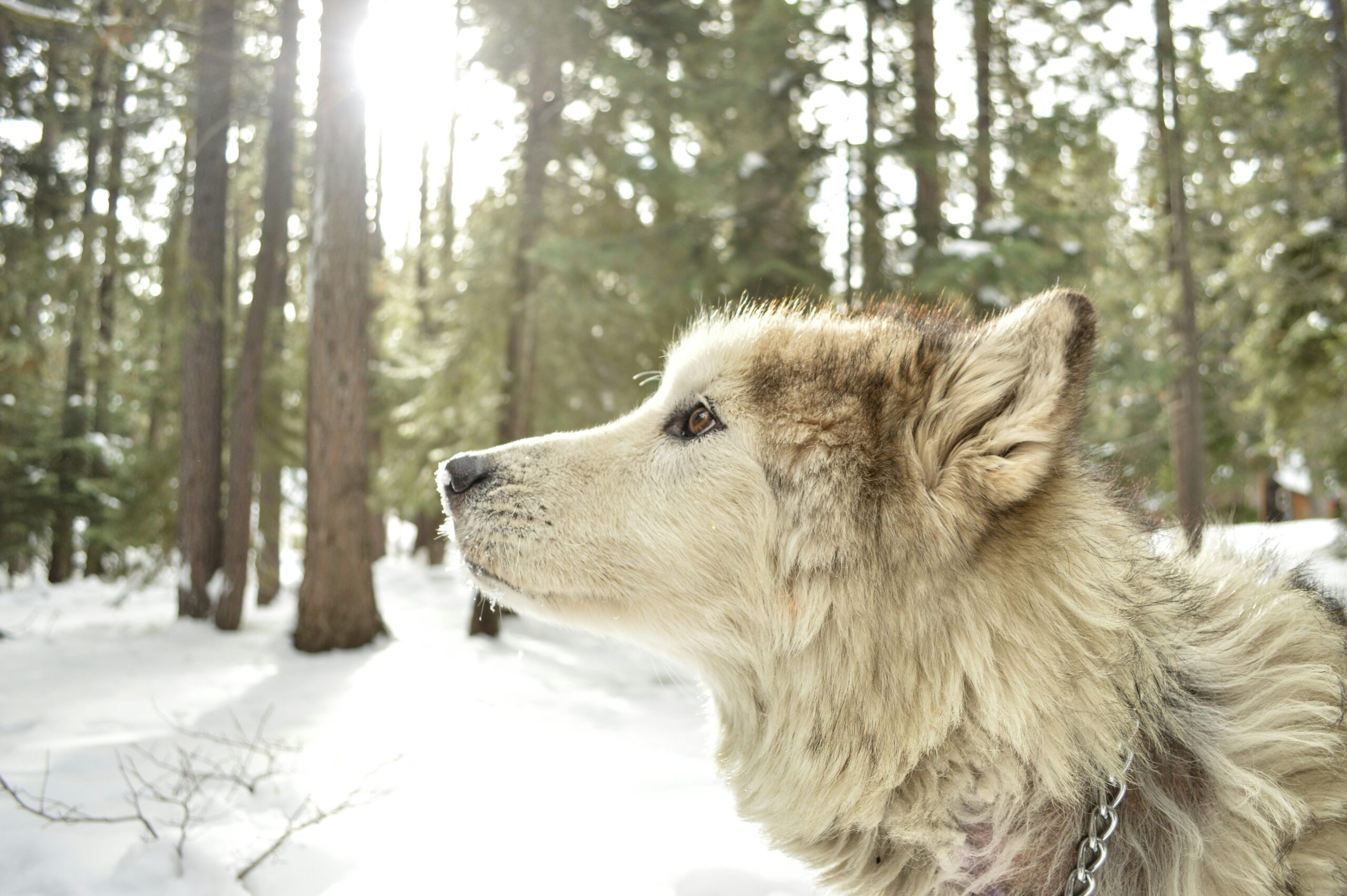 L’Évolution du Loup au Chien