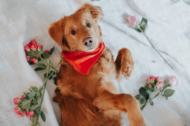 Saint-Valentin avec votre chien : Des idées pour une journée spéciale