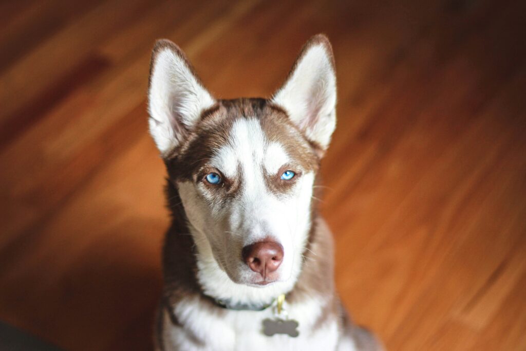 Carence en Zinc chez les Huskies : Ce Que Vous Devez Savoir et Comment Prévenir