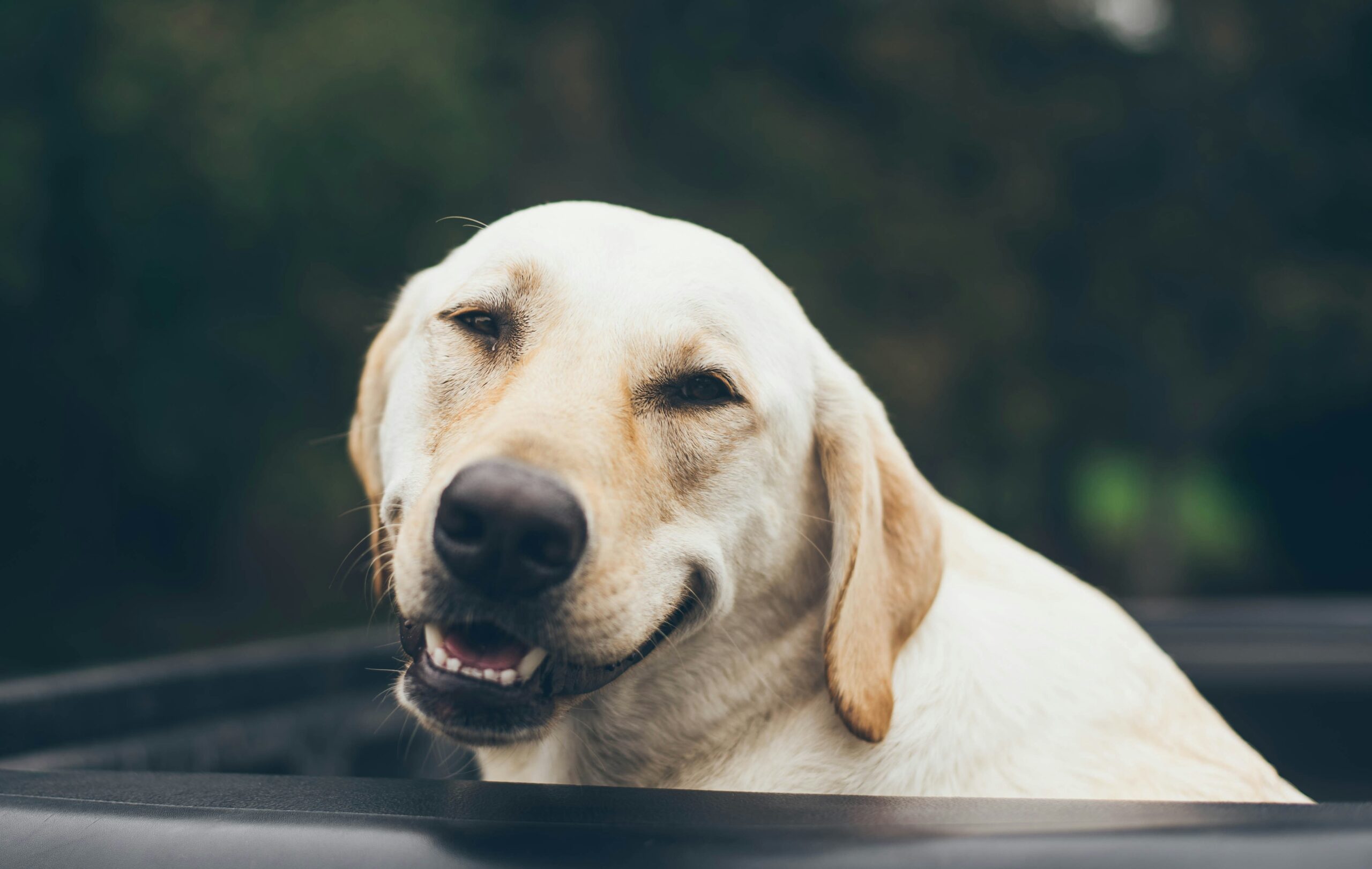 Les Chiens Sourient-ils ? Comprendre le Sourire de Votre Compagnon