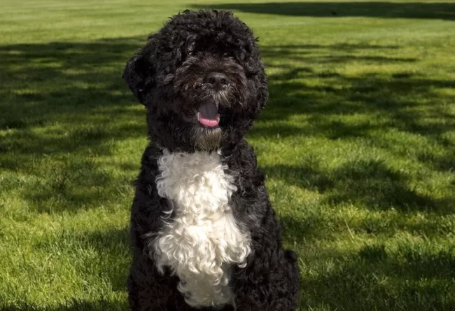 Chien d’Eau Portugais : Le Compagnon Énergique et Loyal