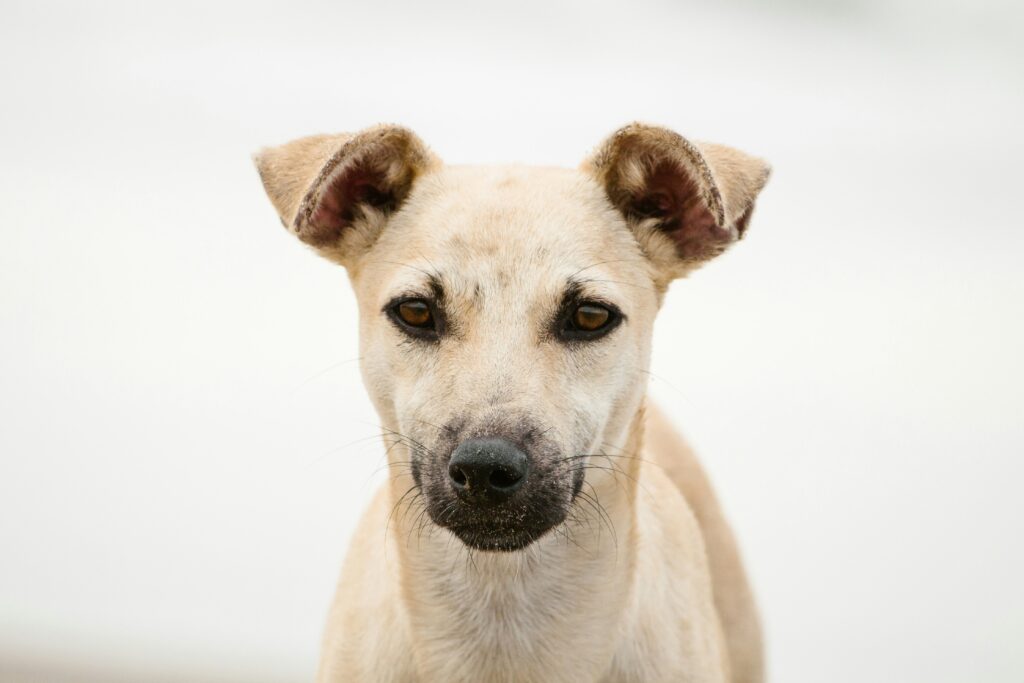 Les Chiens dans le Monde Spirituel : Ce que l’on Croit et Ce que Disent les Cultures