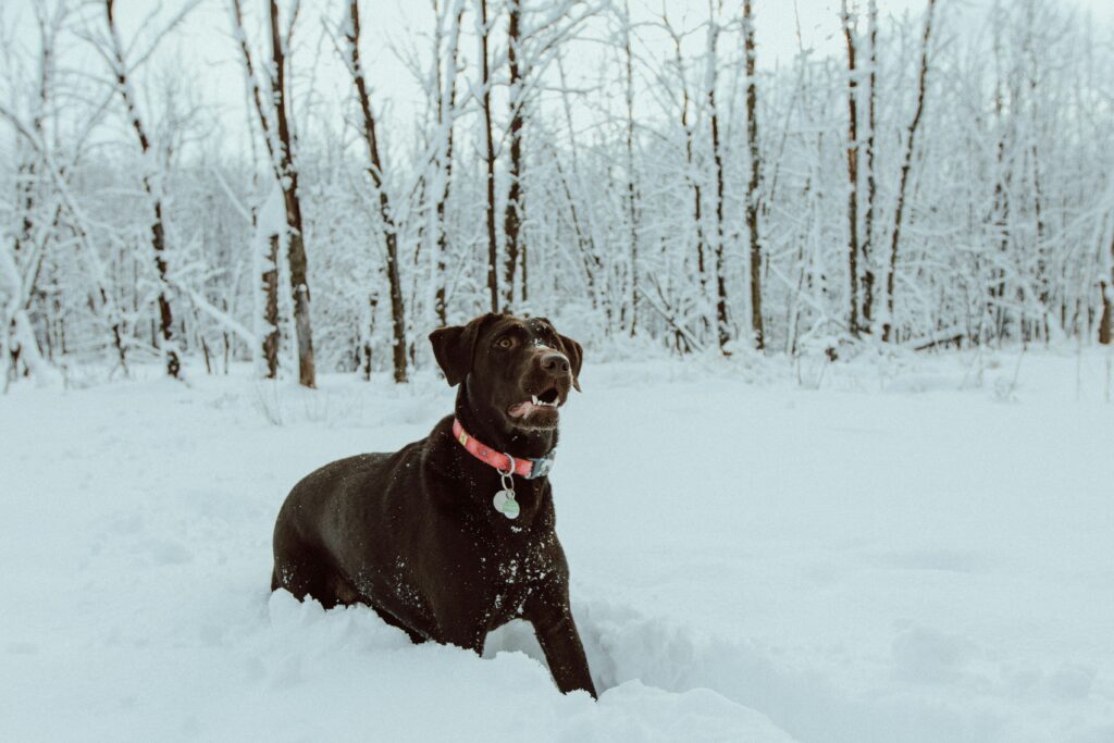 Aidez votre chien cet hiver : Comment le froid affecte la santé de ses articulations