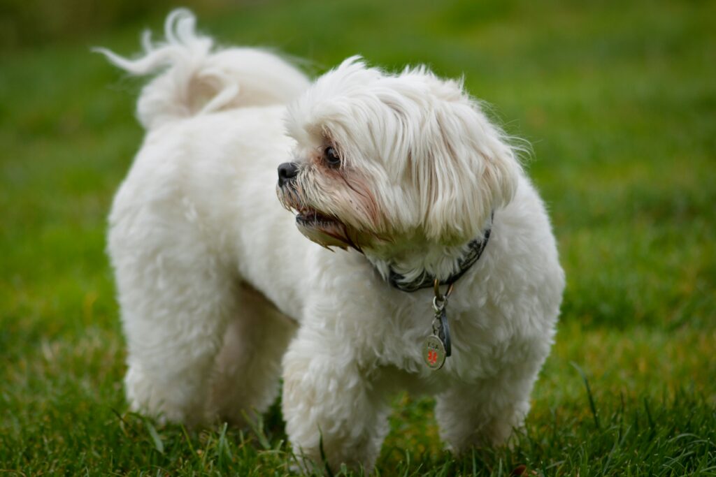 La Mue Printanière : Gérez la Perte de Poils de Votre Chien Comme un Pro