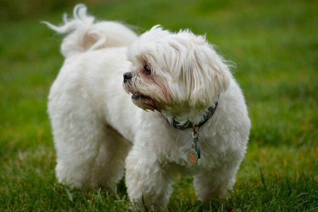 La Mue Printanière : Gérez la Perte de Poils de Votre Chien Comme un Pro