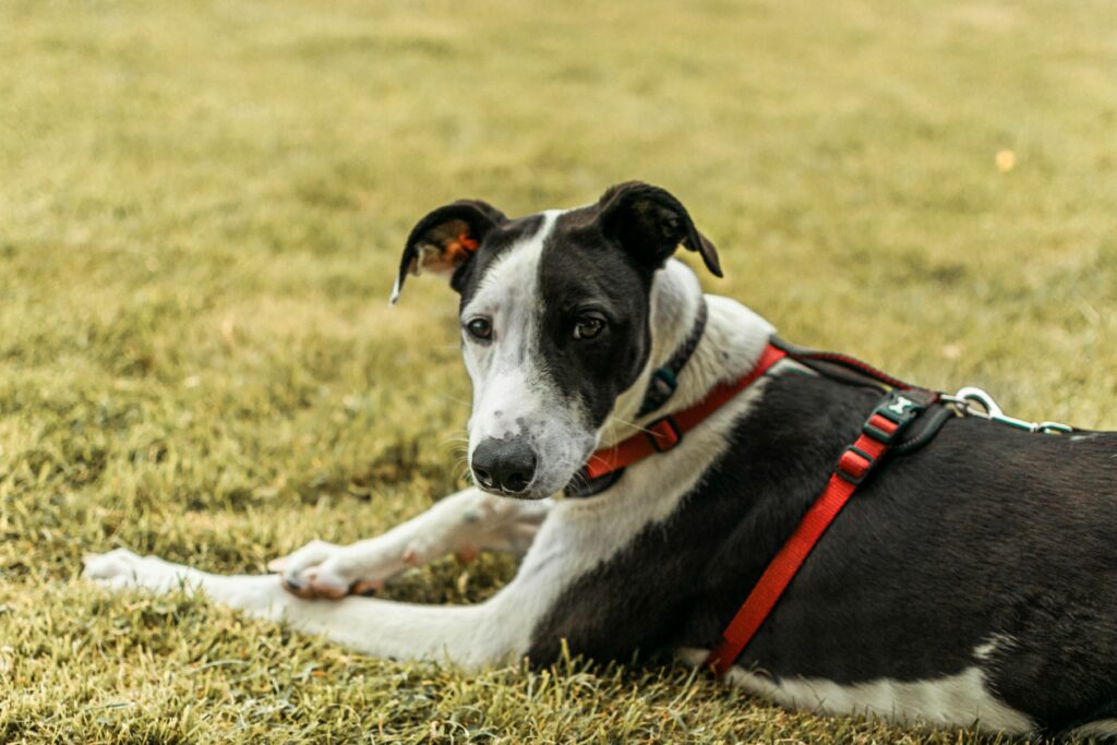 Marchez-vous Trop Avec Votre Chien Ce Printemps ? Signes de Fatigue à Surveiller