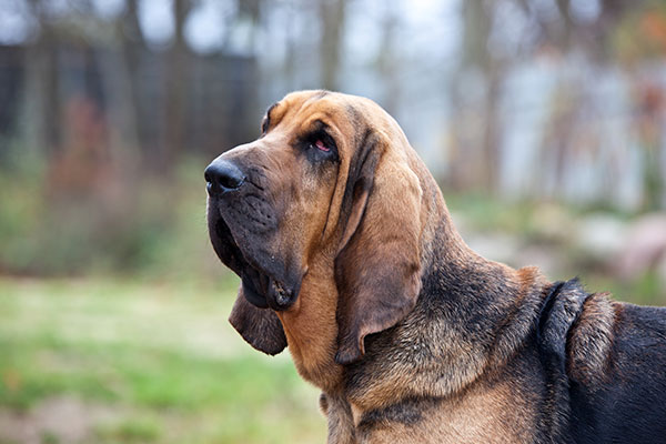 Le Limier : Le Chien au Nez Incroyable et à la Loyauté Sans Égale