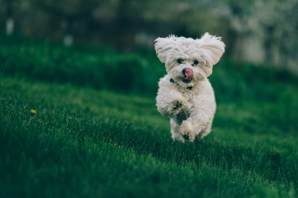 Tout sur le Bichon : Petit, Élégant et Plein d’Amour