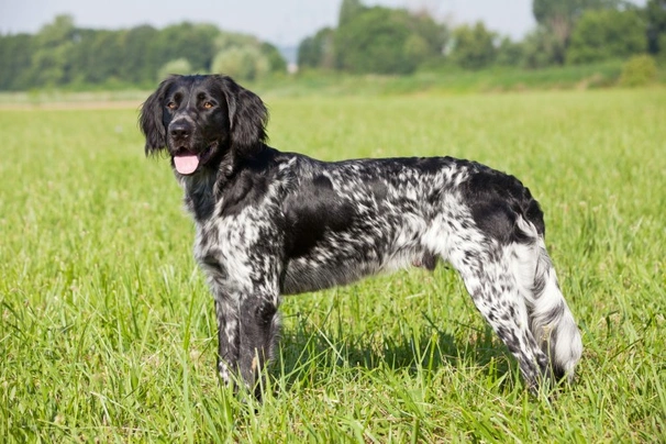 Le Munsterlander : Le Chien Polyvalent au Cœur Grand et Gentil
