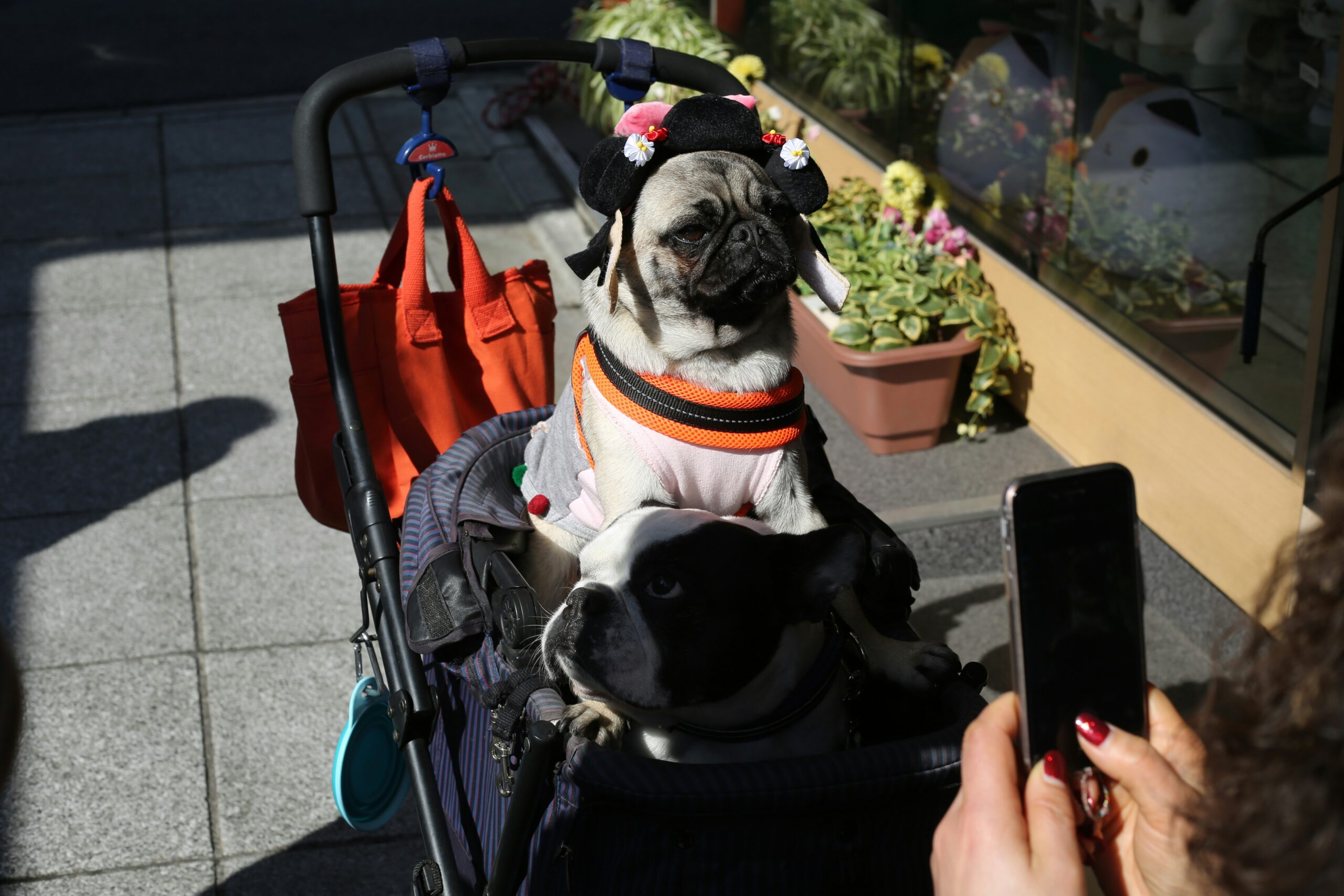 Le débat sur les chiens de créateur : éthique, élevage et controverses