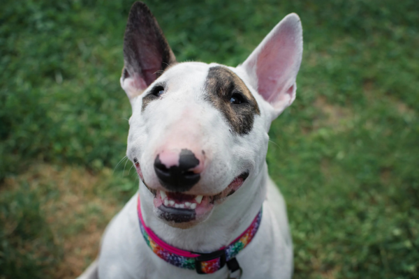 Bull Terriers : des chiens uniques au grand cœur