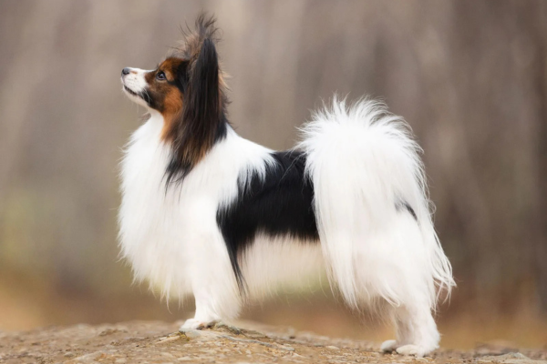 Le Papillon : un petit chien au grand cœur