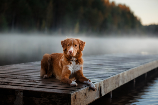 Le Nova Scotia Duck Tolling Retriever : un chien vif et polyvalent