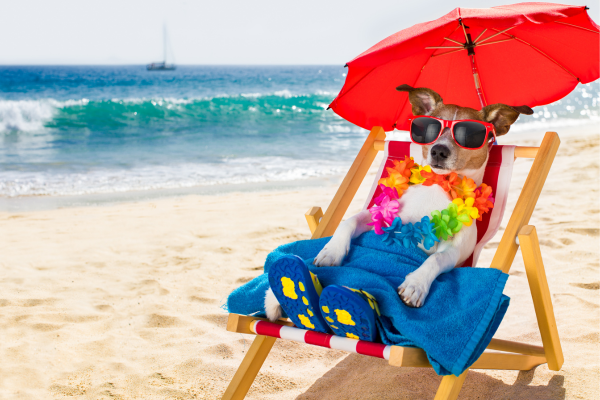 Indispensables pour une Journée à la Plage avec Votre Chien
