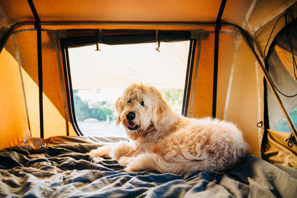 Camper avec des Chiens : L’Équipement Indispensable pour des Aventures Estivales