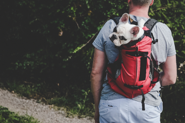 Comment Choisir la Bonne Cage pour Chien pour les Voyages d’Été
