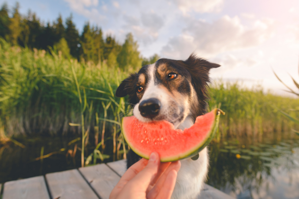 Astuces pour Refroidir Votre Chien lors de la Chaleur Estivale
