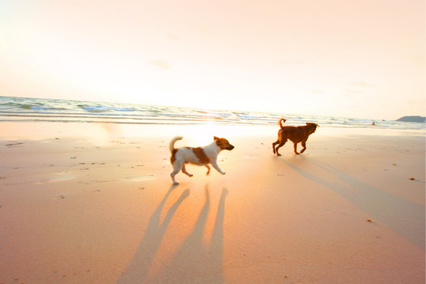 Explorer les Plages Acceptant les Chiens dans le Sud de l’Europe