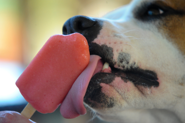 Recettes d’Été : Friandises Glacées Maison pour Chiens