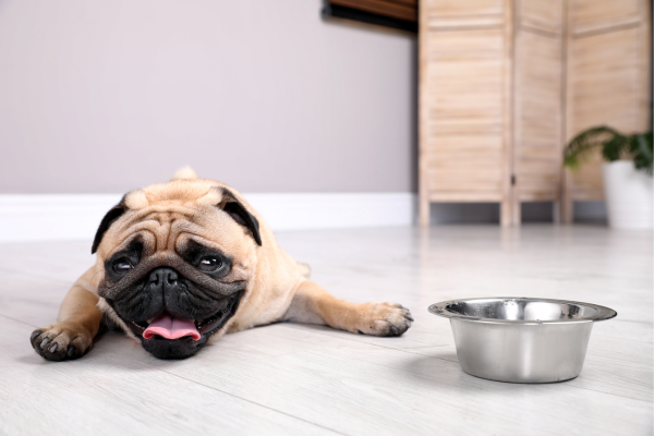 Signes de Coup de Chaleur chez les Chiens et Comment le Prévenir