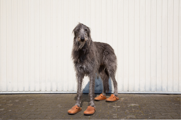 Les Chiens Doivent-Ils Porter des Chaussures sur les Trottoirs Chauds ?