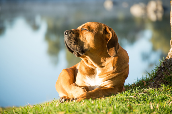 Meilleures Astuces de Protection Solaire pour Chiens (Oui, les Chiens Peuvent Attraper des Brûlures Solaires !)