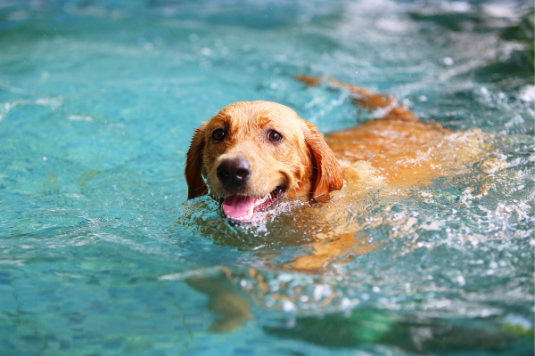 Pourquoi Certains Chiens Aiment Nager et D’autres Pas