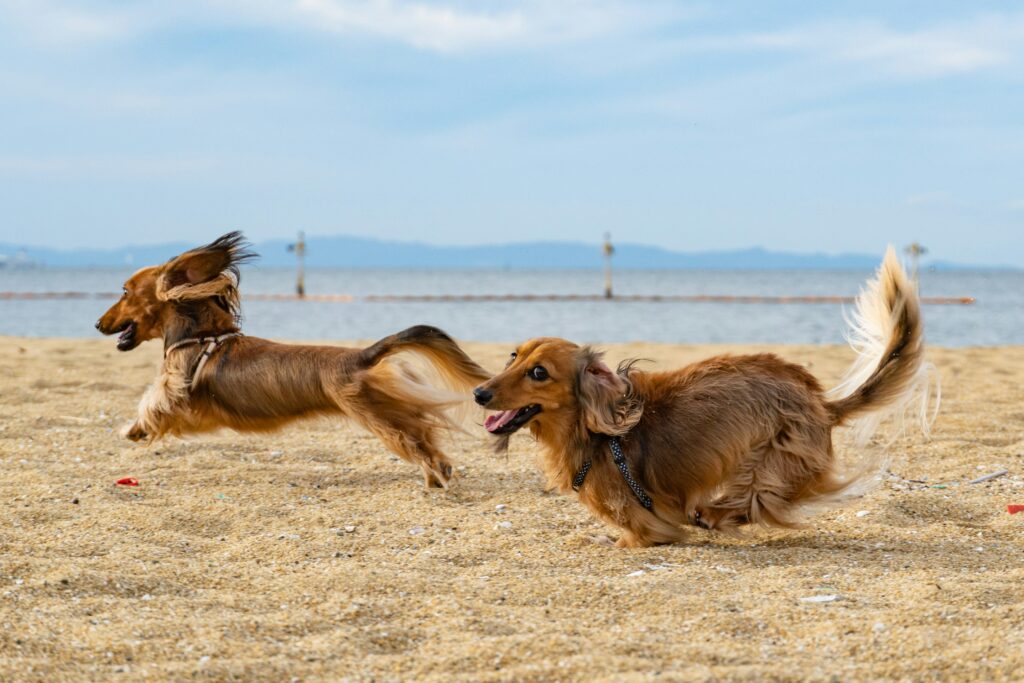 L’exercice adapté à chaque âge du chien
