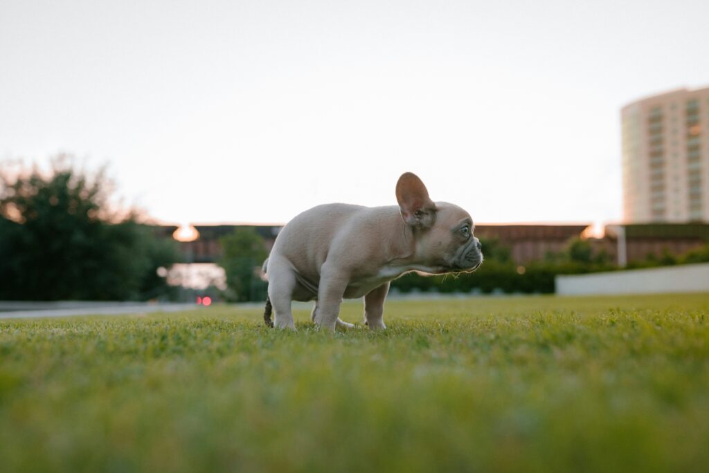 Pourquoi il ne faut jamais acheter un chiot issu d’un élevage intensif