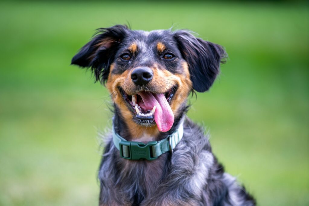 Février = Mois de la santé dentaire –  5 conseils pour préserver le sourire de votre chien