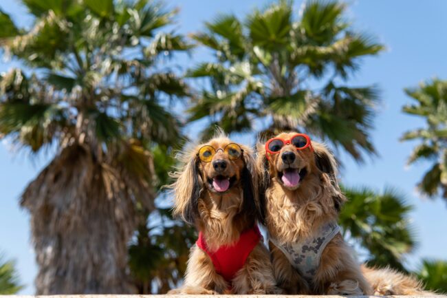L’été avec son chien : plaisir, fraîcheur et bon sens