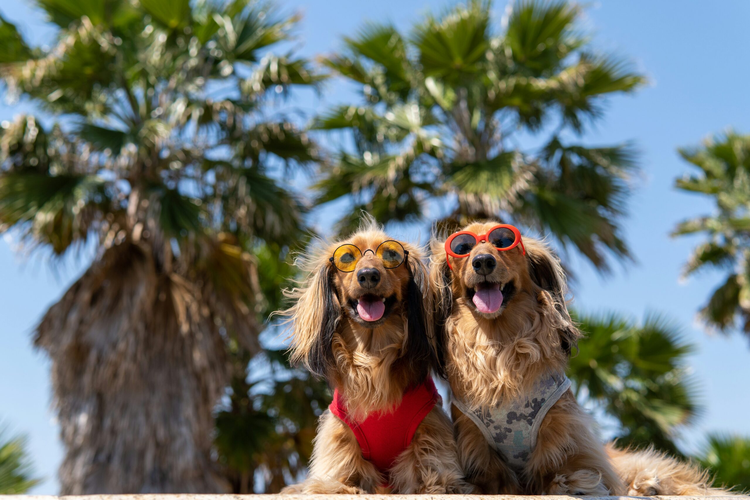 L’été avec son chien : plaisir, fraîcheur et bon sens