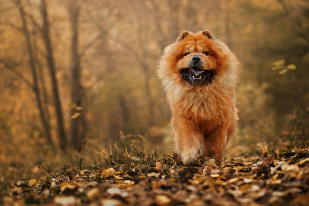 Remettre son chien en forme après l’été : reprendre l’activité en douceur