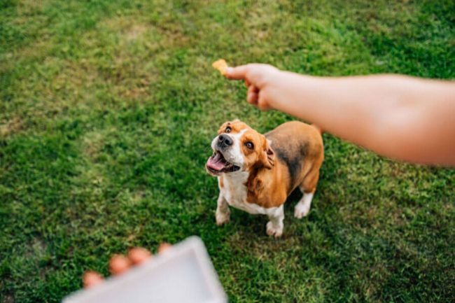 OUDERSCHAPSTIPS VOLGENS DE LEERTHEORIE VAN PAVLOV’