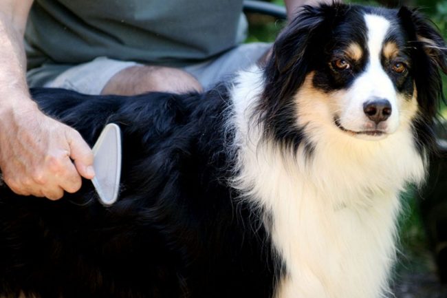 DOFFE VACHT BIJ HONDEN