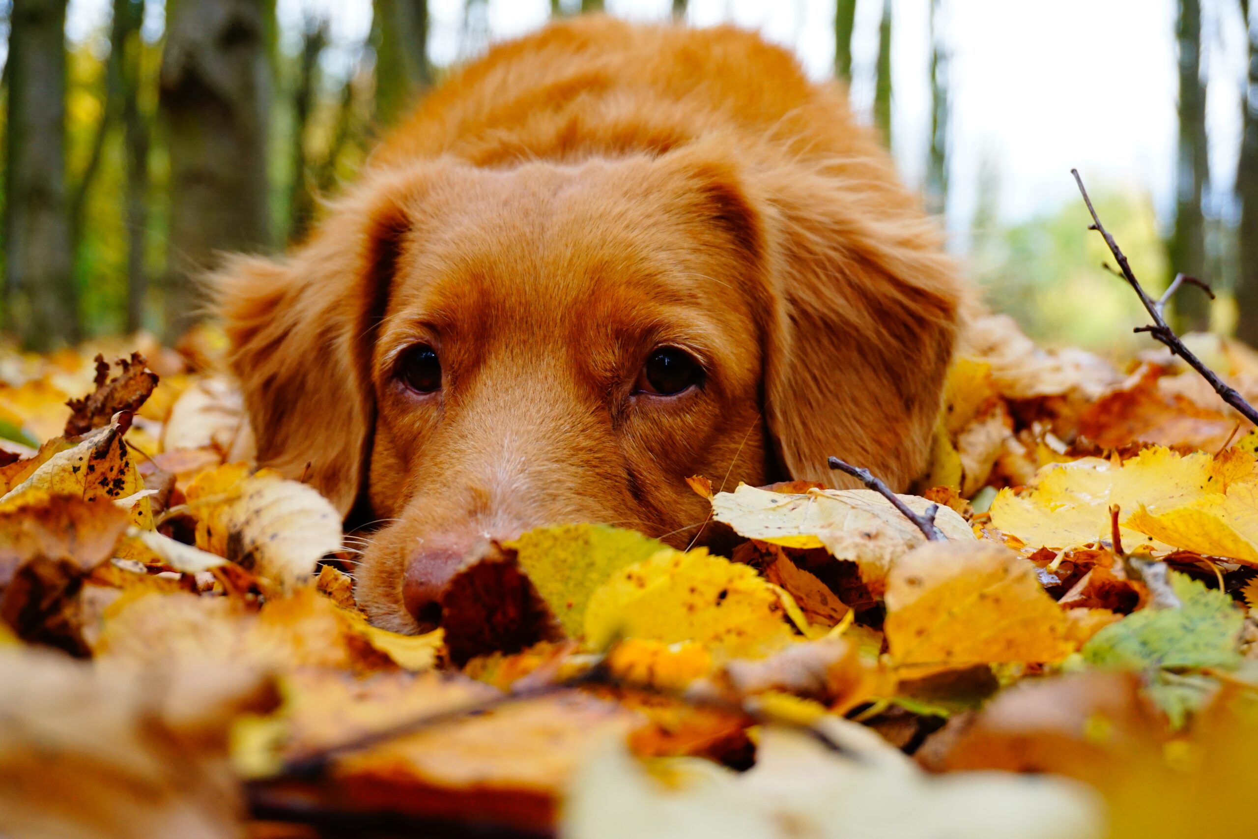 Septemberpret met Je Hond: Genieten van de Herfst Samen met je Trouwe Vriend