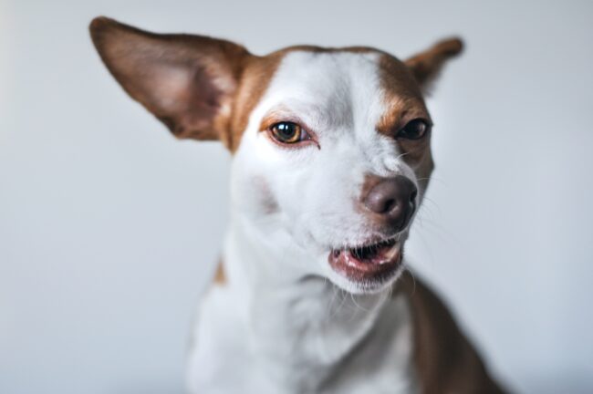 Honden met Huidallergieën: Begrijpen, Behandelen en Verzorgen