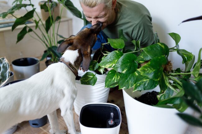 Kamerplanten en Honden: Veilige Groene Vrienden en Potentieel Gevaarlijke Bladverwanten