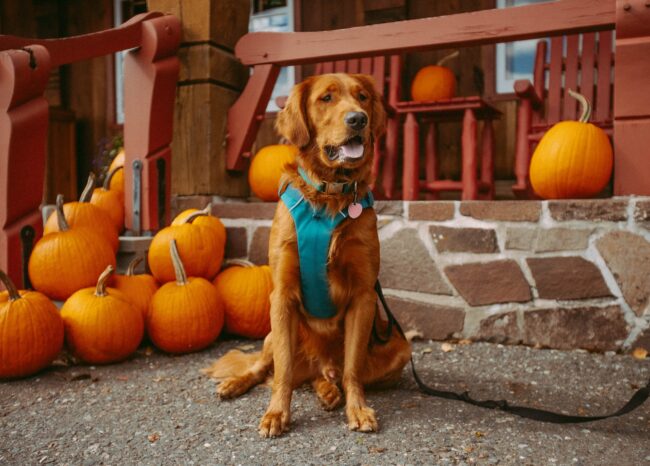 Pumpkin Pup: 3 lekkere pompoenrecepten voor je hond