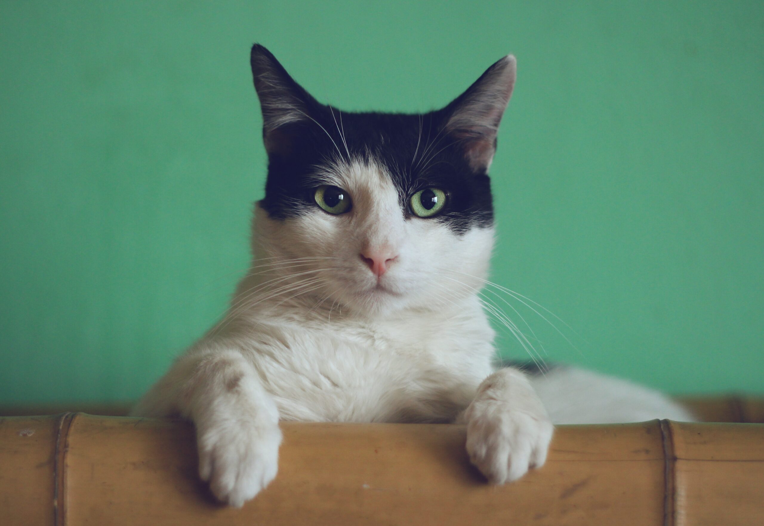 Happy Kitty: Hoe Supplementen de Kwaliteit van het Leven van je Kat Kunnen Verbeteren